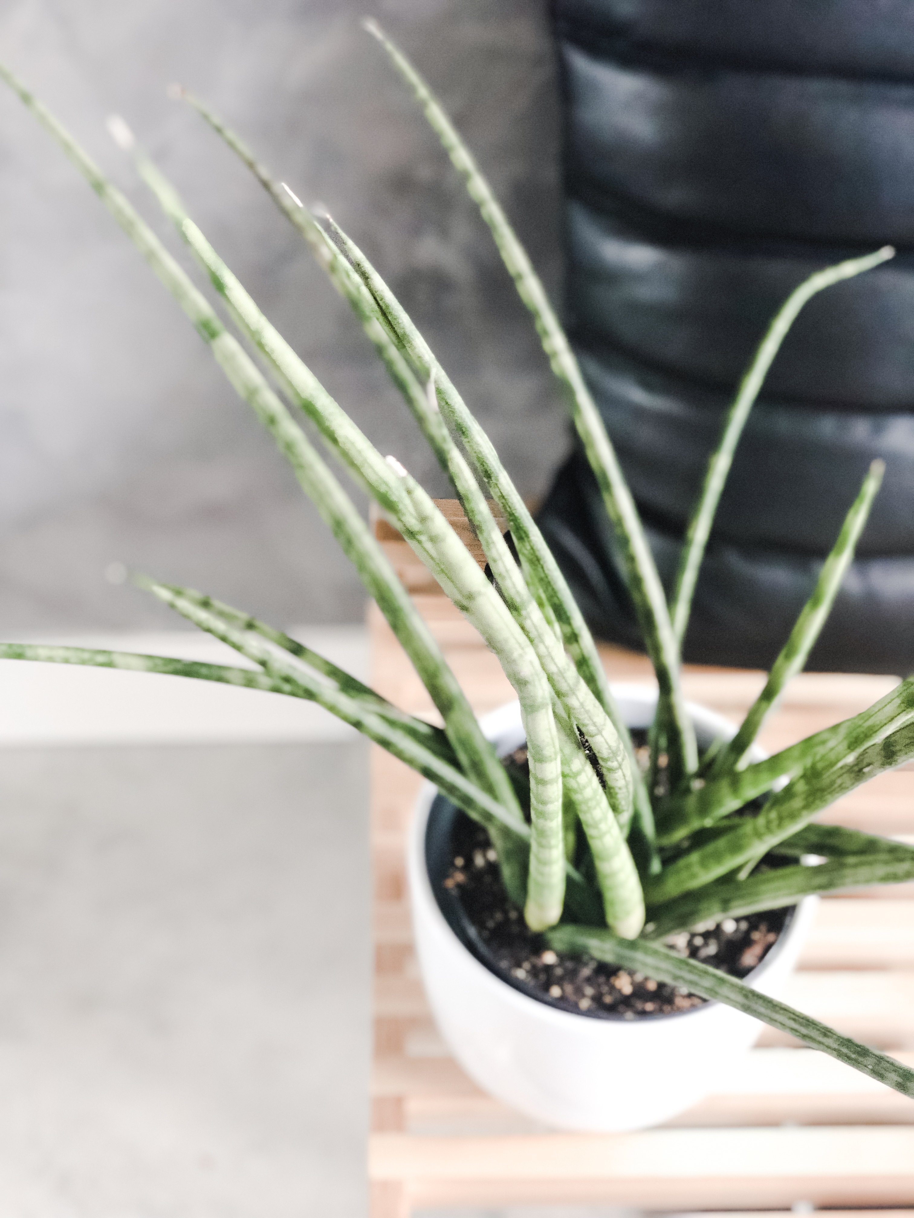 Plants in your Bedroom? YES!